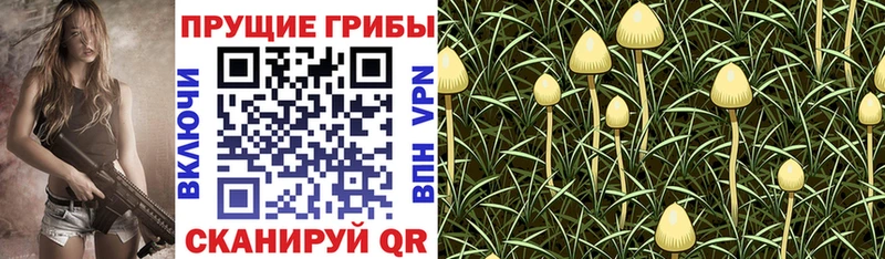 Псилоцибиновые грибы Psilocybe  Купить закладки  Вяземский 